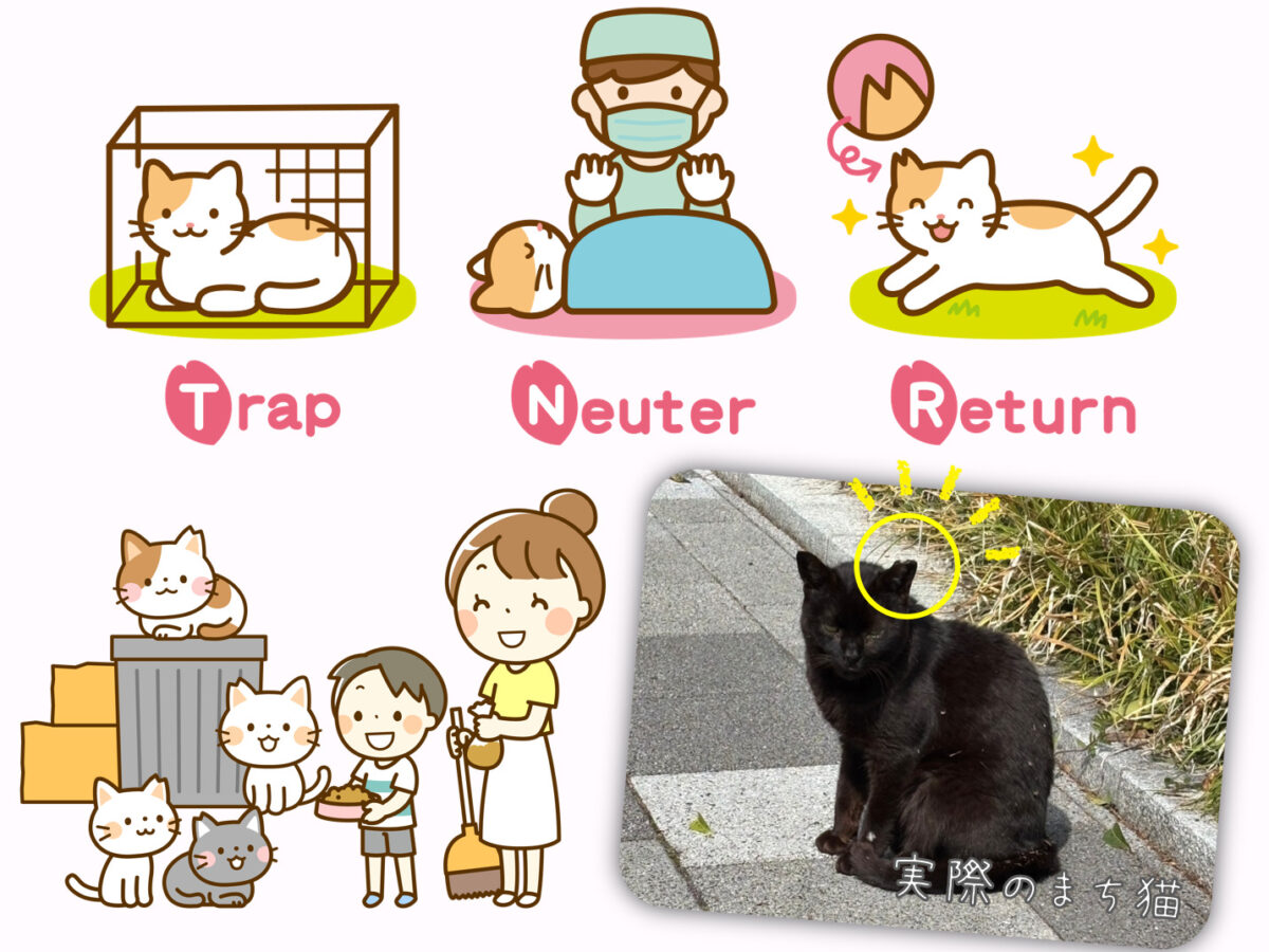 まちねこ活動　～犬・猫の殺処分ゼロを目指して～