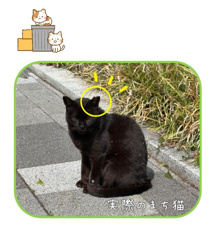 まちねこ活動 ~犬・猫の殺処分ゼロを目指して~