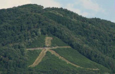 大文字送り火マツ騒動