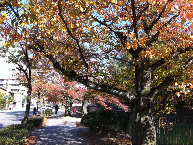 紅葉シーズン到来