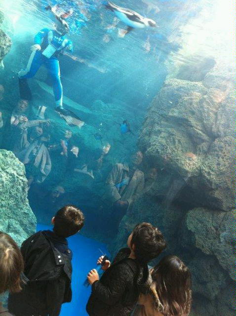 京都水族館オープン