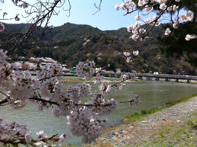 嵯峨嵐山のサクラ