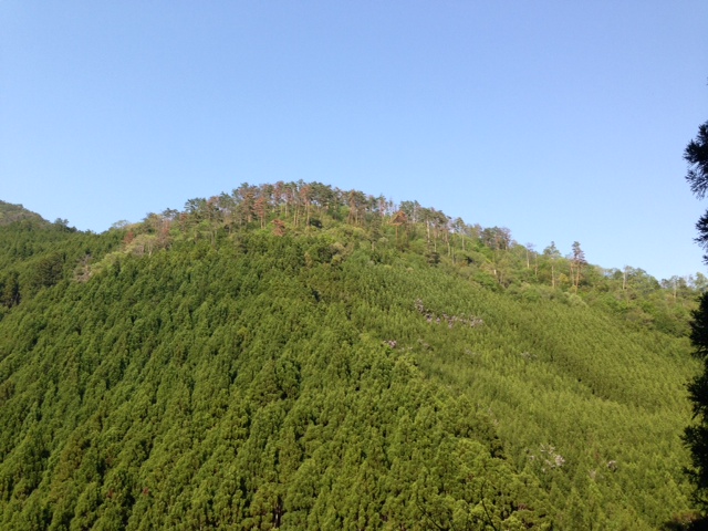 愛宕神社の千日詣り