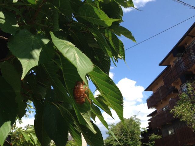 サマーパーティーのご案内