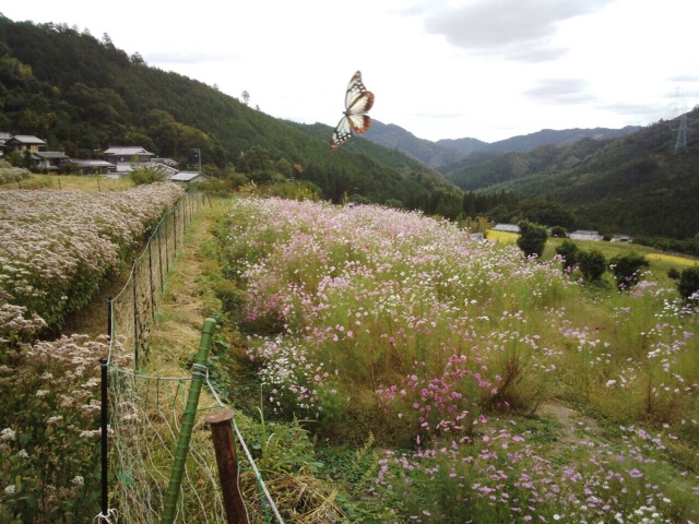 水尾のフジバカマ（藤袴）