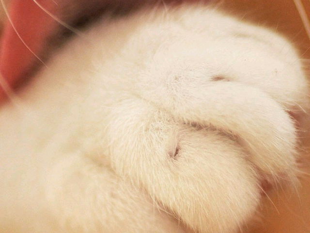 まちねこ活動支援事業